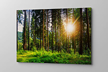 Obraz Prechádzka lesom 1617